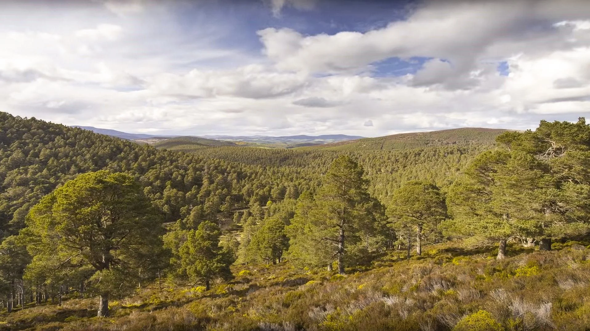 52 Trees For Life Thanks To Mnm Developments And Tours By Locals Amos Beech