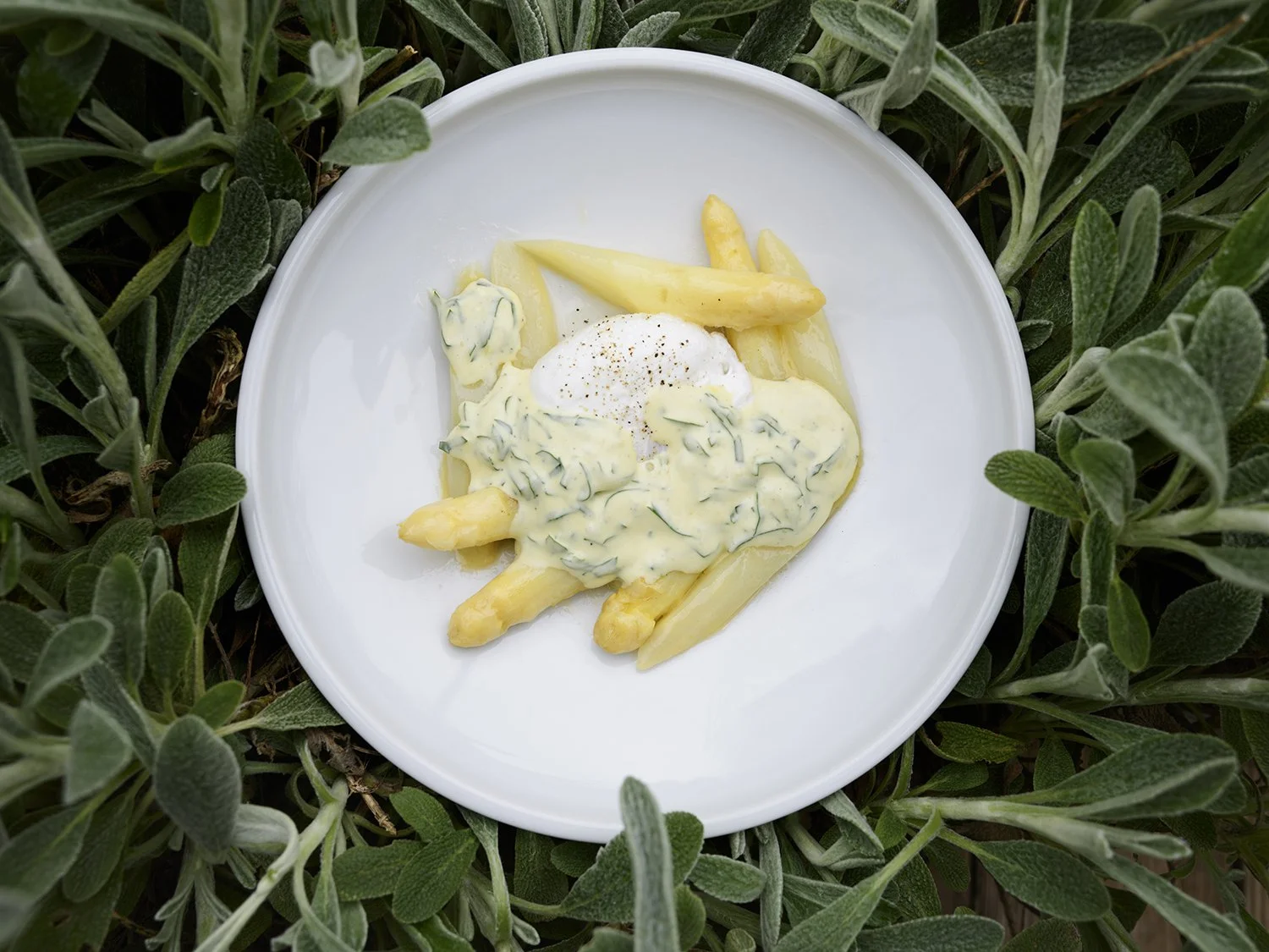 DARLING «CHEF TILL KELLER»