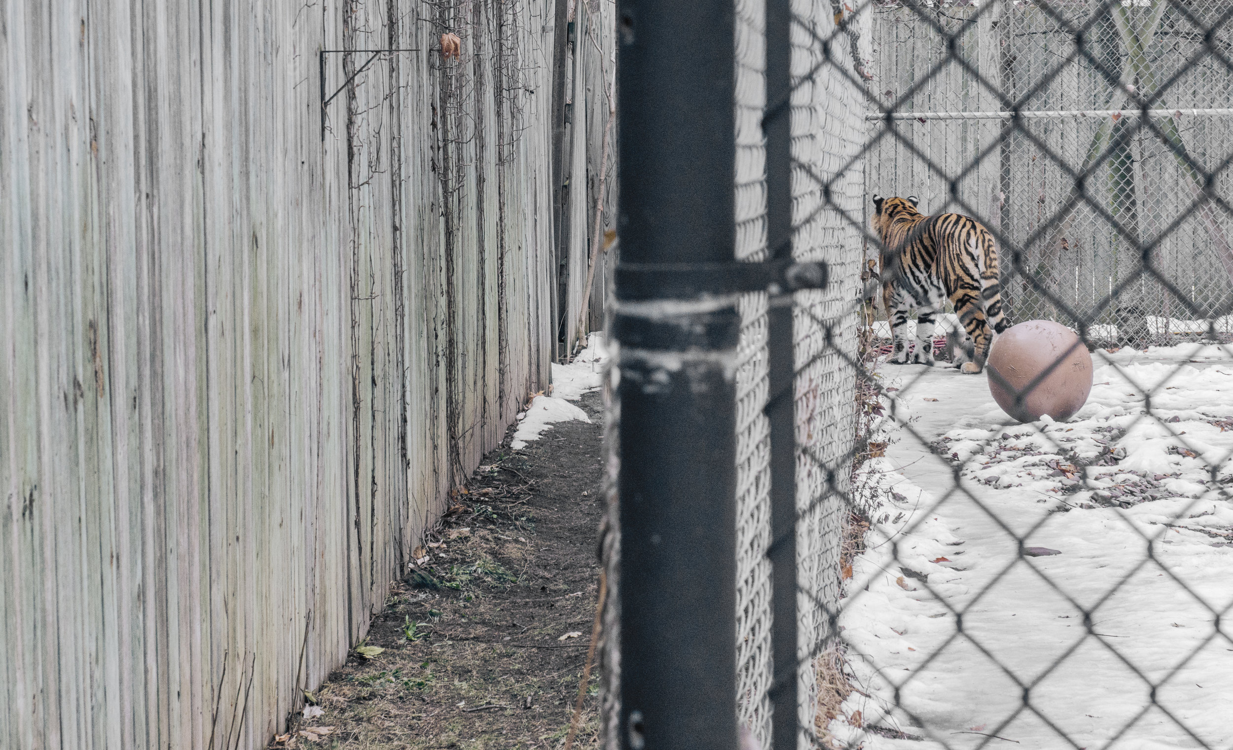 "Objects that encourage inspection and manipulation and promote species-specific behavior. Examples include boxes, balls, bones, barrels, drums and rawhide." Standards For Felid Sanctuaries. 2013. Global Federation of Animal Sanctuaries