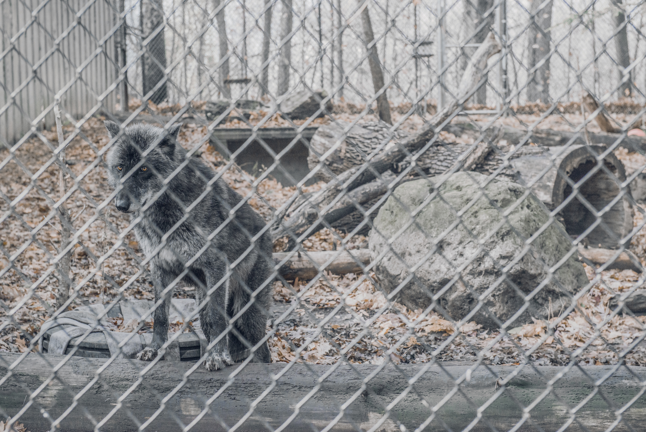 "Canids are able to enjoy lives that are as close as possible to that of their wild counterparts as regards stimulation and interest. This is achieved by... appropriate housing and enclosure design, environmental enrichment programs, positive reinforcement training programs and a balanced diet to meet nutritional requirements." Standards For Canid Sanctuaries . 2013. Global Federation of Animal Sanctuaries