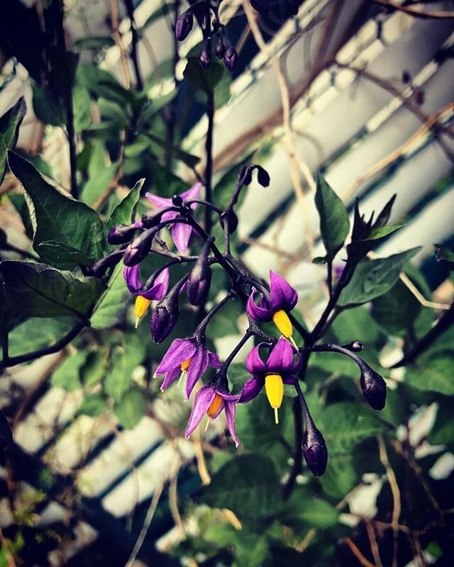 I found some Bittersweet Nightshade growing along my back fence! 
A quick Google search revealed &ldquo;Sachets of the dried leaves and berries tenderly placed under the pillow were said to help heal a broken heart. And witches, spurned lovers, and f