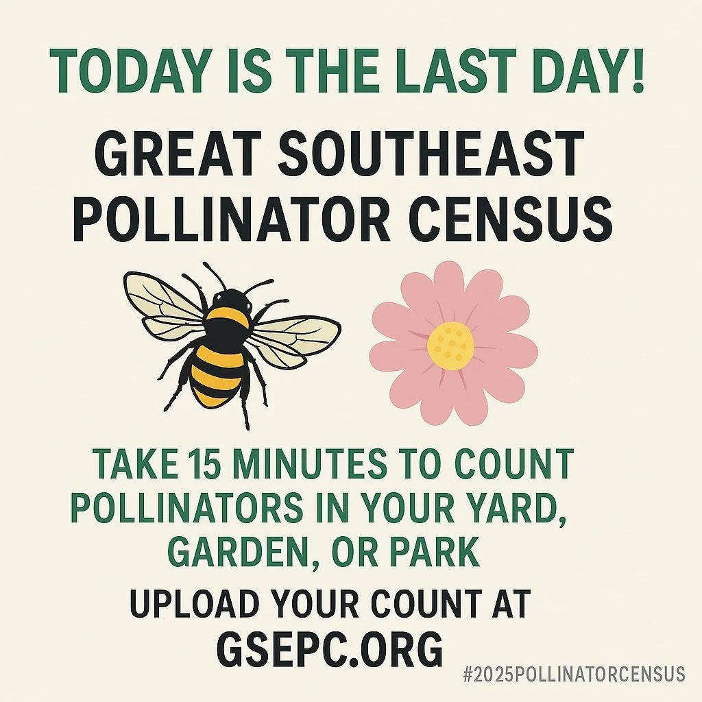 🐝🦋 Pollinators come in many shapes and colors like this American Snout (Libytheana carintea) spotted by farmer Chris Lemons of Gratitude Botanical Farm.

Today is the last official day of the Great Southeast Pollinator Census 2025! The count was ex