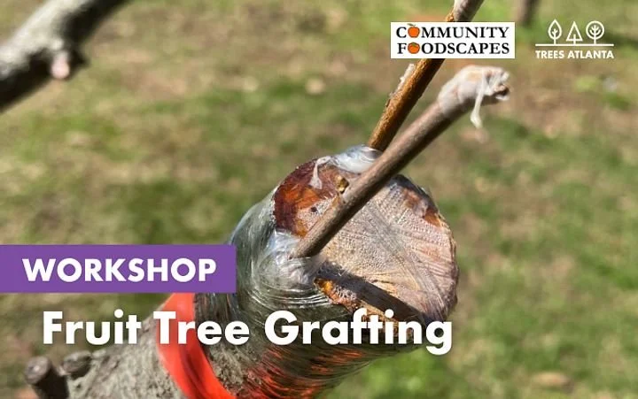 Take your orchard skills up a notch next Saturday at this hands-on fruit tree grafting workshop!

Discover the art and science of grafting, learn how to combine unique varieties, preserve heritage fruit, and grow stronger, more resilient trees for yo
