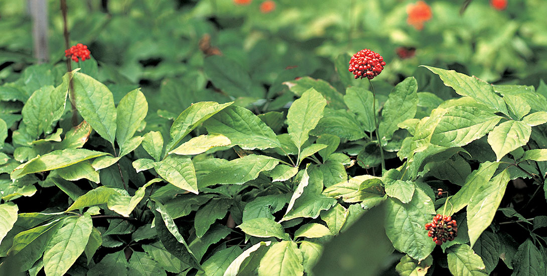 Superior planting and harvesting practices of Canadian farms make BLV®-CG ginseng products rich in ginsenosides and free of pesticides and heavy metals.