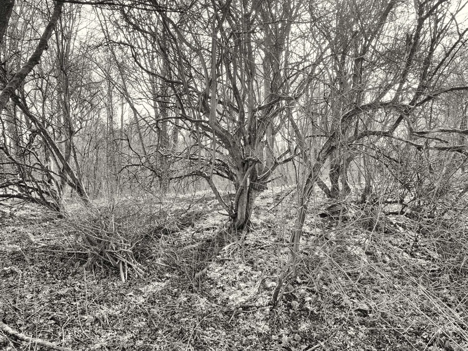 Trees 1