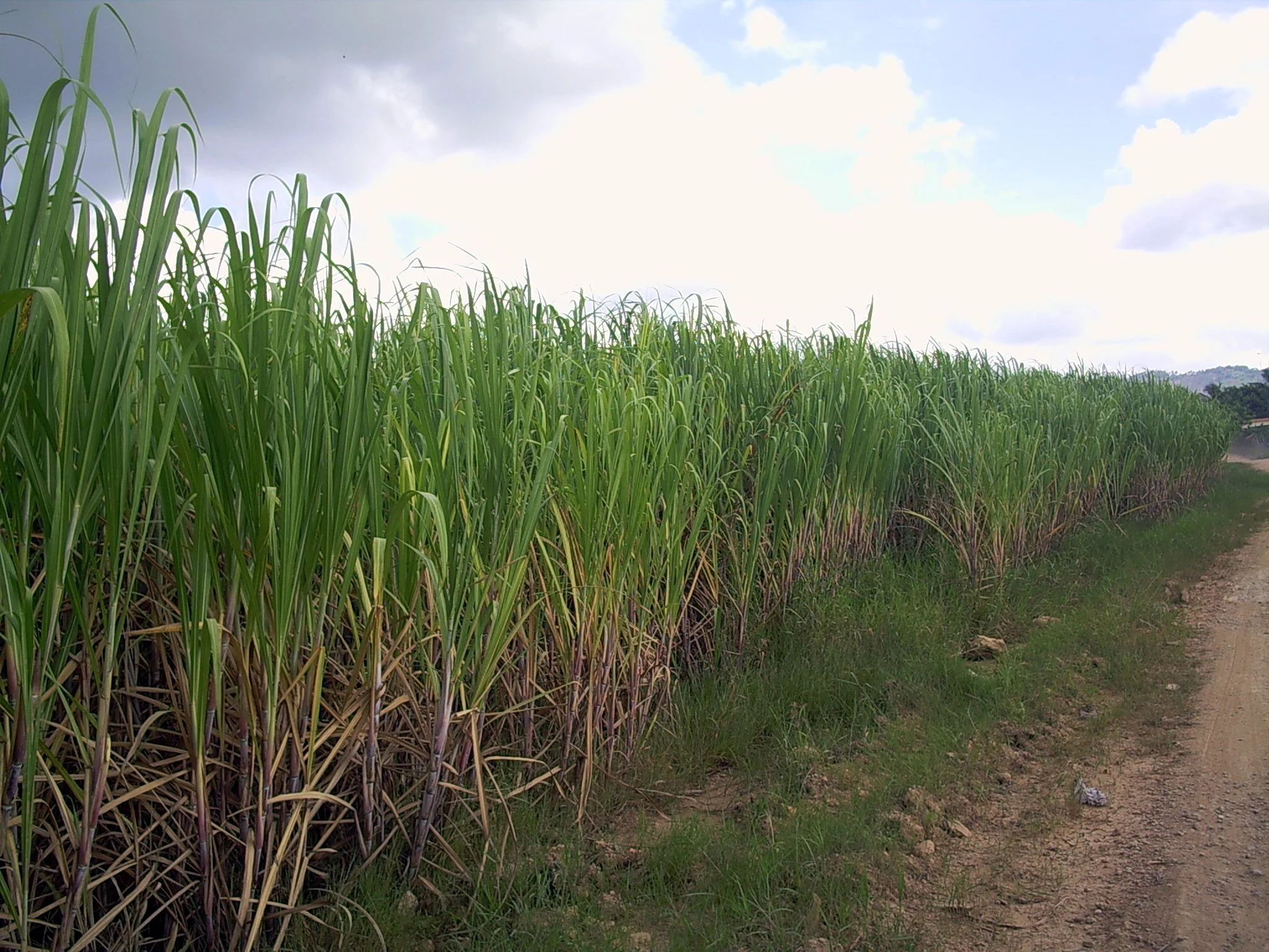 Sugar Companies Sued for Forcibly Evicting Sixty Families From Their Homes in the Dominican Republic 