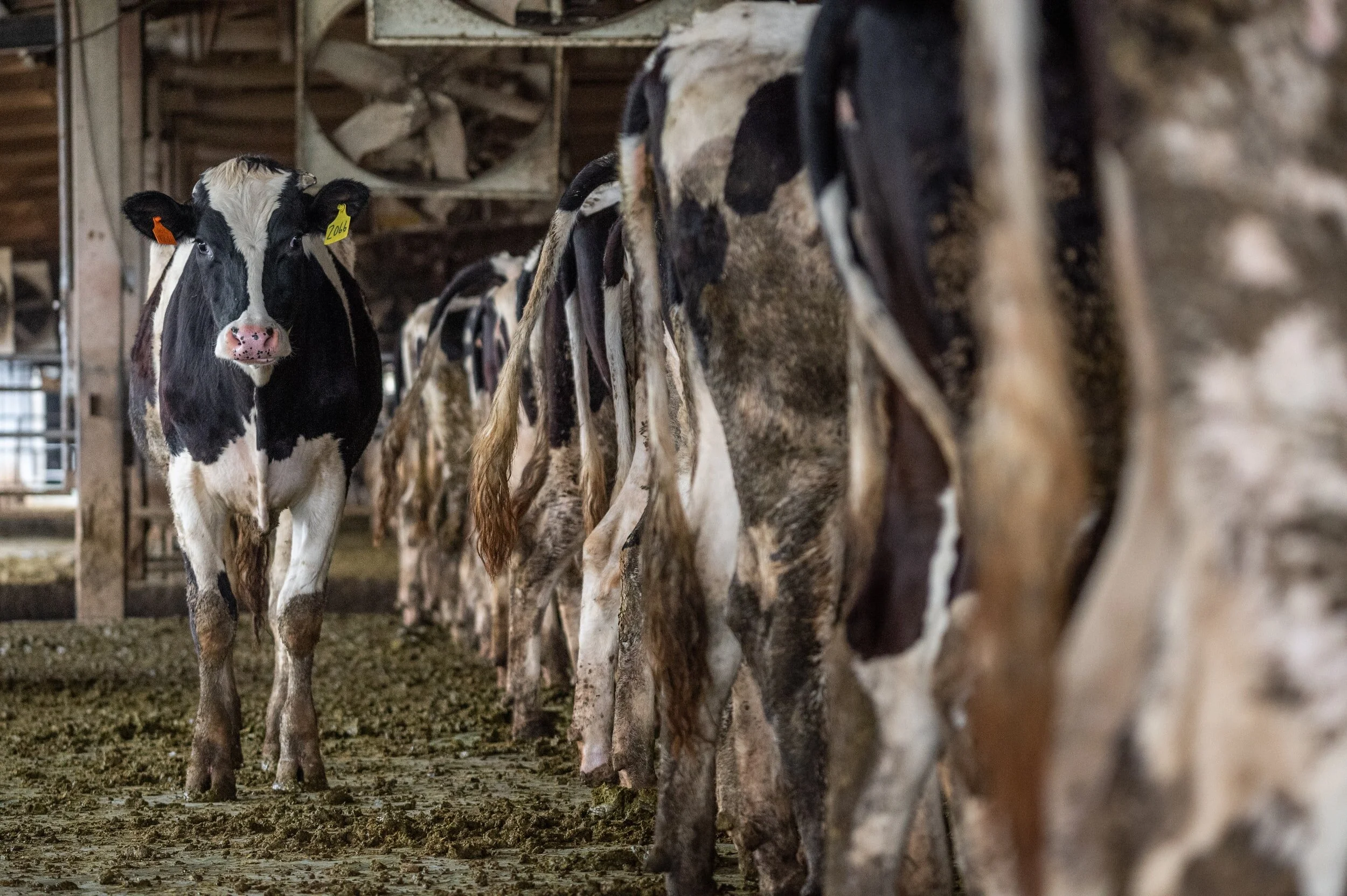 Fair Trade USA & The Failures of Eco-Social Certification 