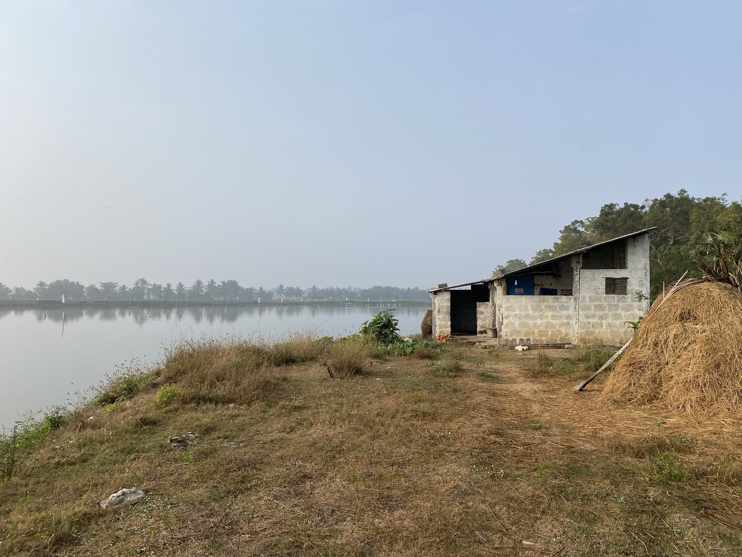 V.C. A shack on a shrimp farm in Andhra Pradesh where workers live (2024).2.jpeg