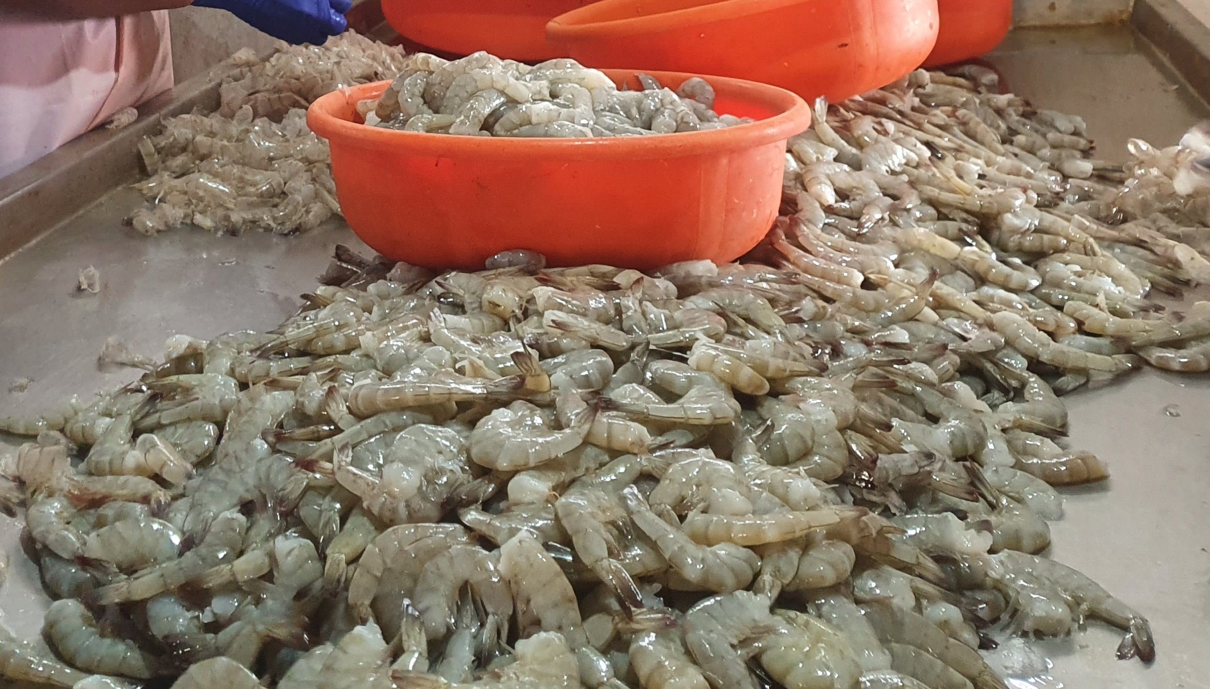 I. Peeled shrimp in a peeling shed (Andhra Pradesh, 2022).jpg
