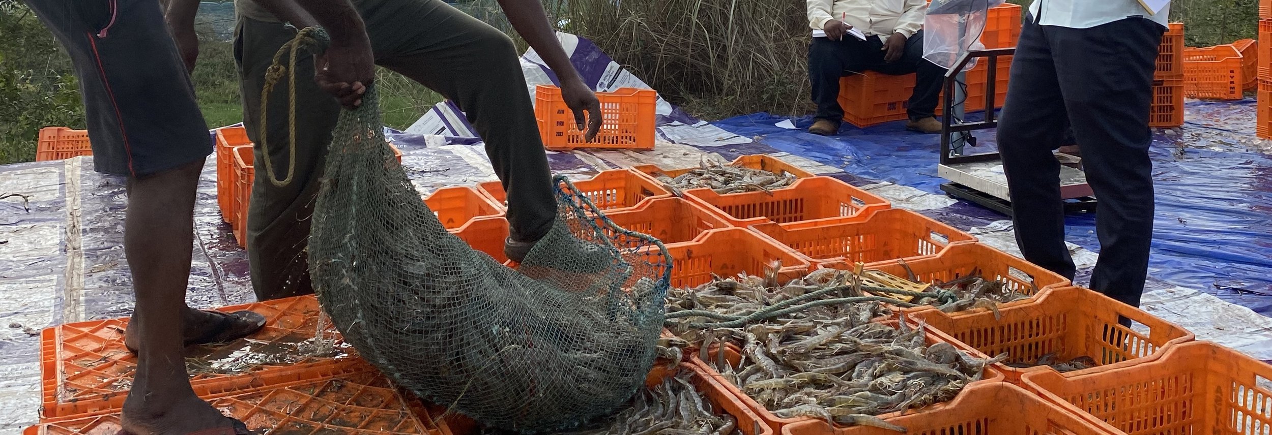 III.B.4. Shrimp being transported for processing (Andhra Pradesh, 2024).jpeg