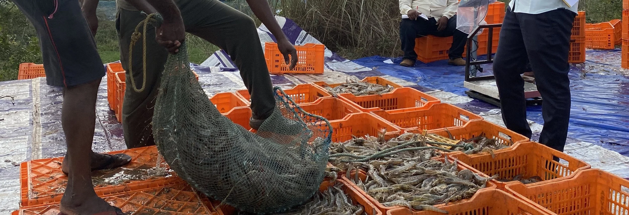 Hidden Harvest: Human Rights and Environmental Abuses in India’s Shrimp ...