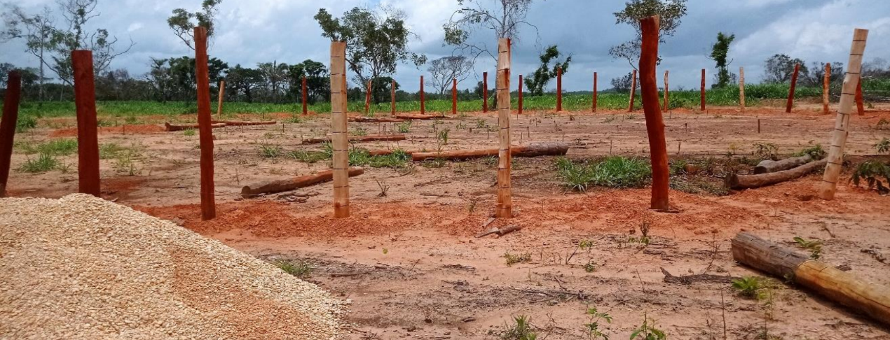Image of cut trees (1).png