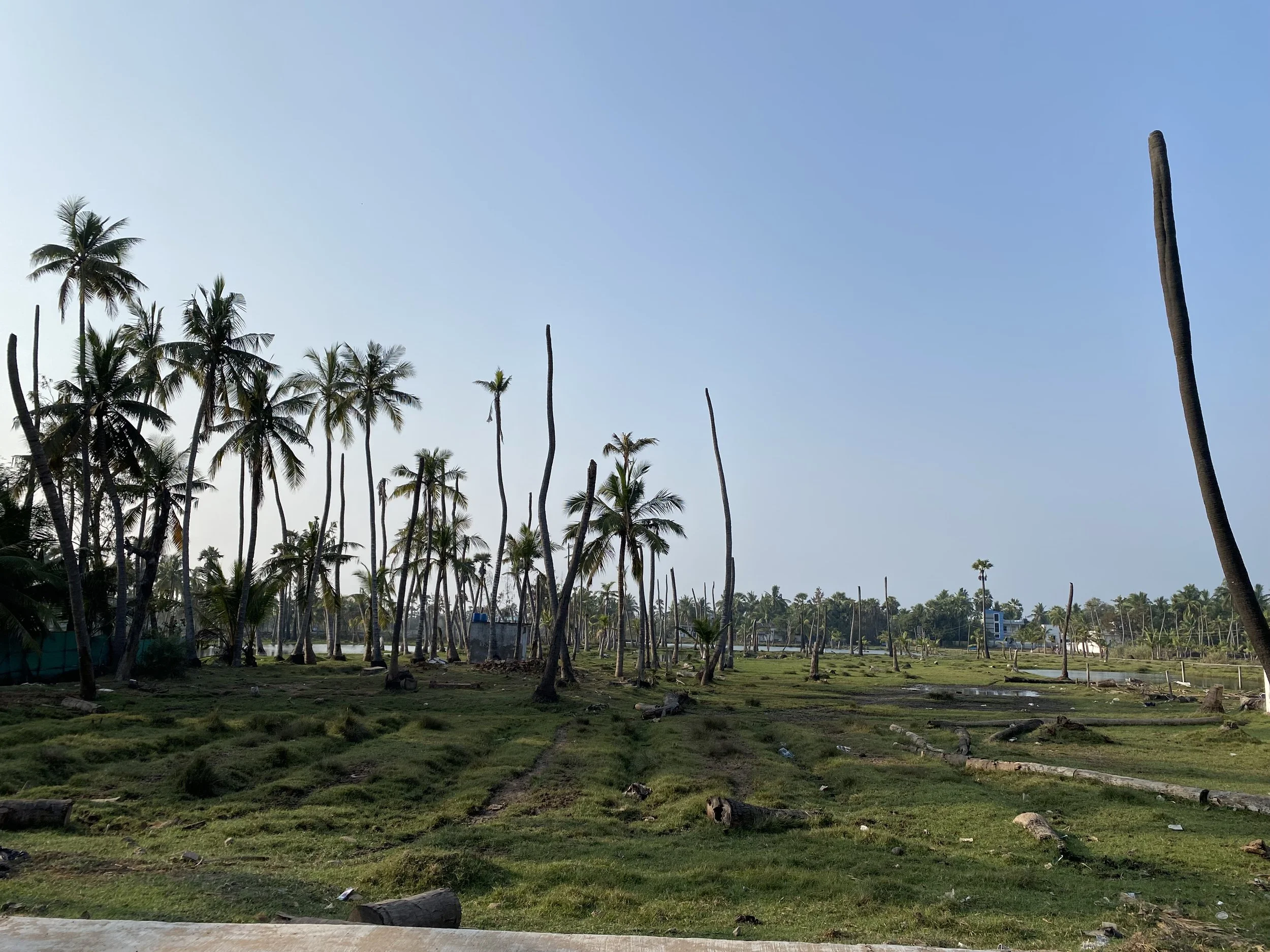 IV.A. Dead coconut trees near shrimp farms in Andhra Pradesh (2024).1 (1).jpeg