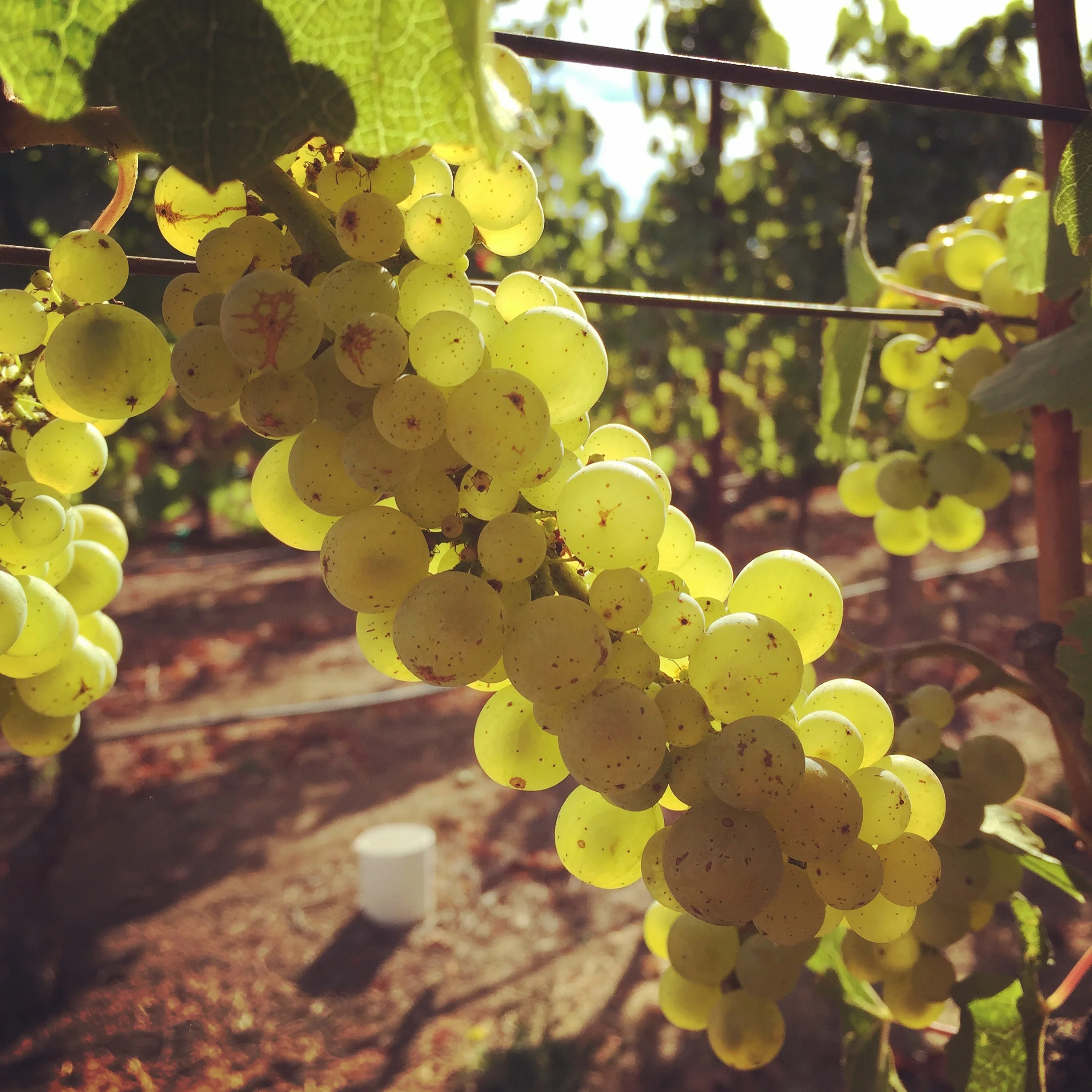 COUGAR ROCK VINEYARD