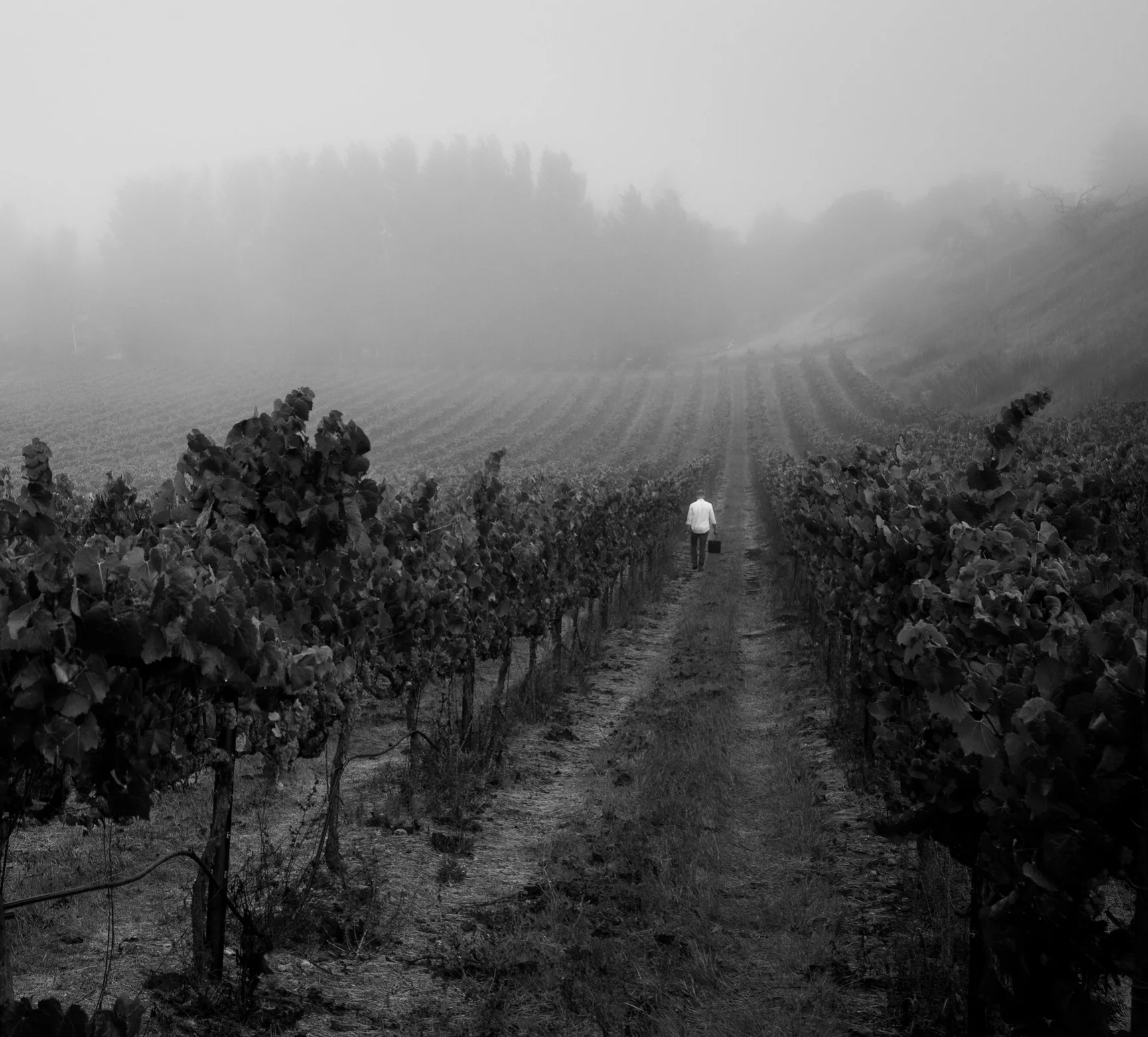 FAULT LINE VINEYARD