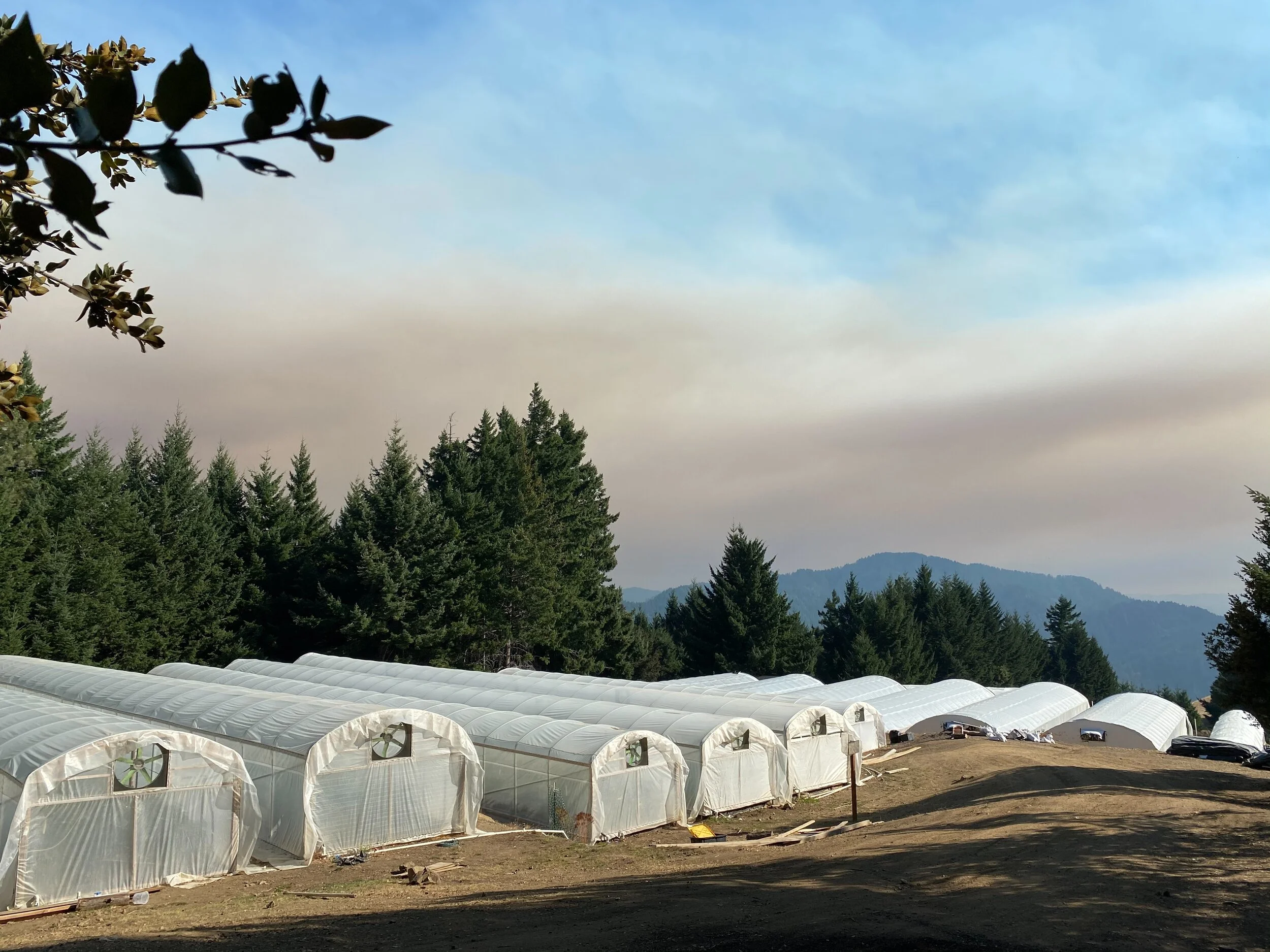 Eden Farms — Willie's Reserve