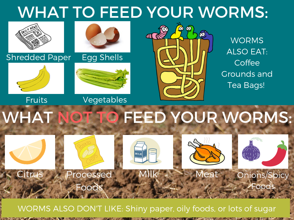 WHAT TO FEED YOUR WORMS_.png