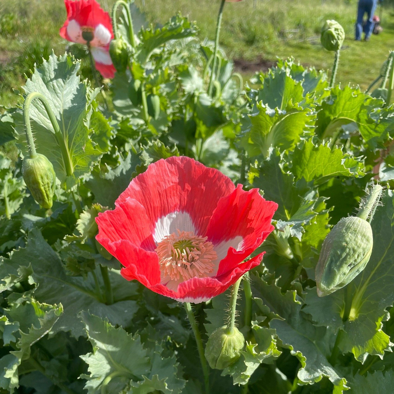 Operated by The HEAL Project, The San Mateo County Farm is flowering and thriving -- just like the kids who come to the farm on field trips this spring. 

What's blooming here? 

Icelandic poppies (papaver nudicaule) love the cool coastal weather on 