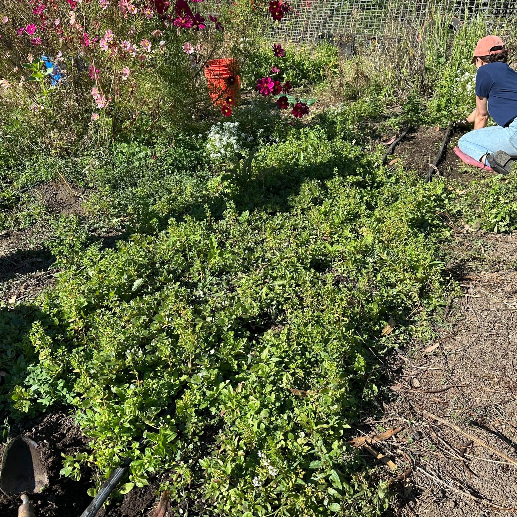 Eat Your Weeds!