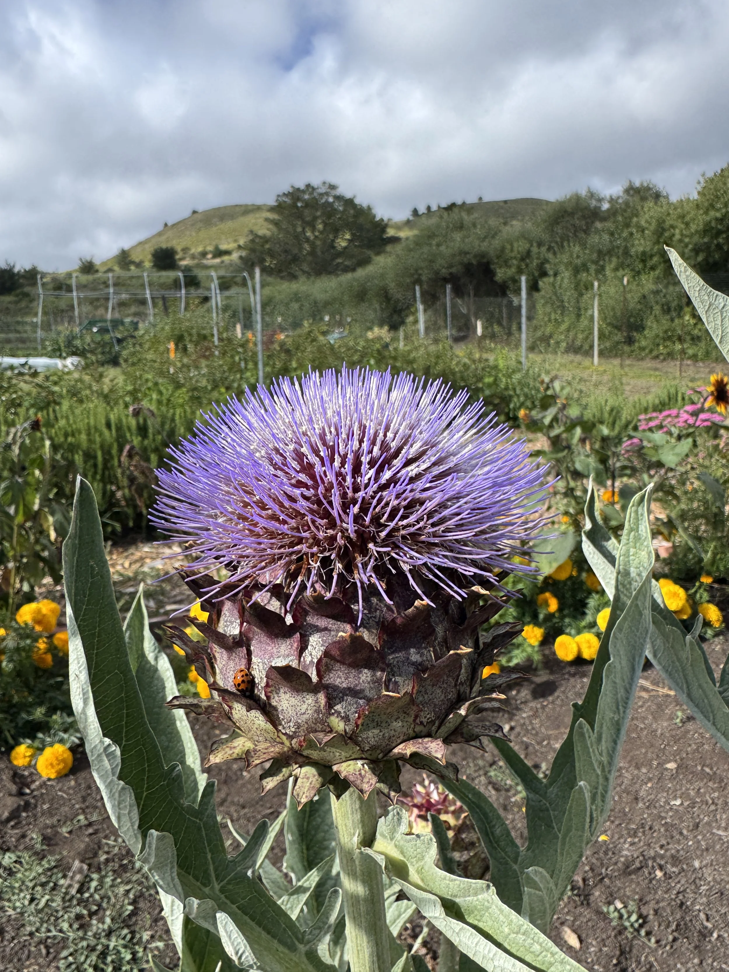 Artichoke bloom