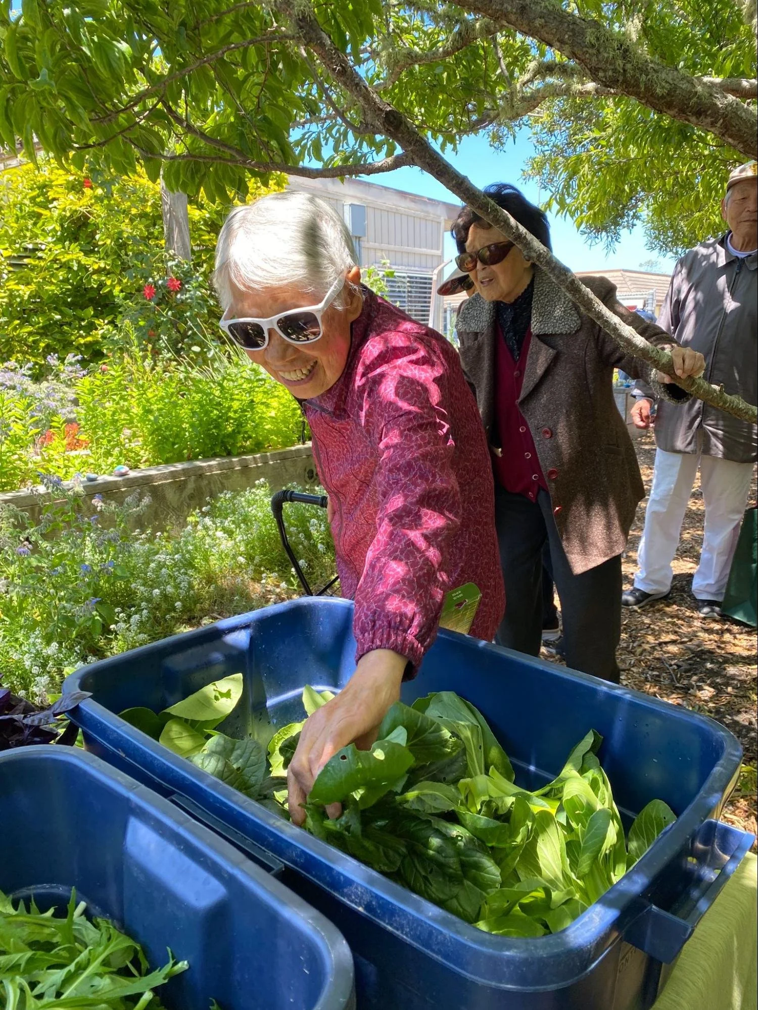A smiling woman removes bok choi from a harvest bin in a garden.