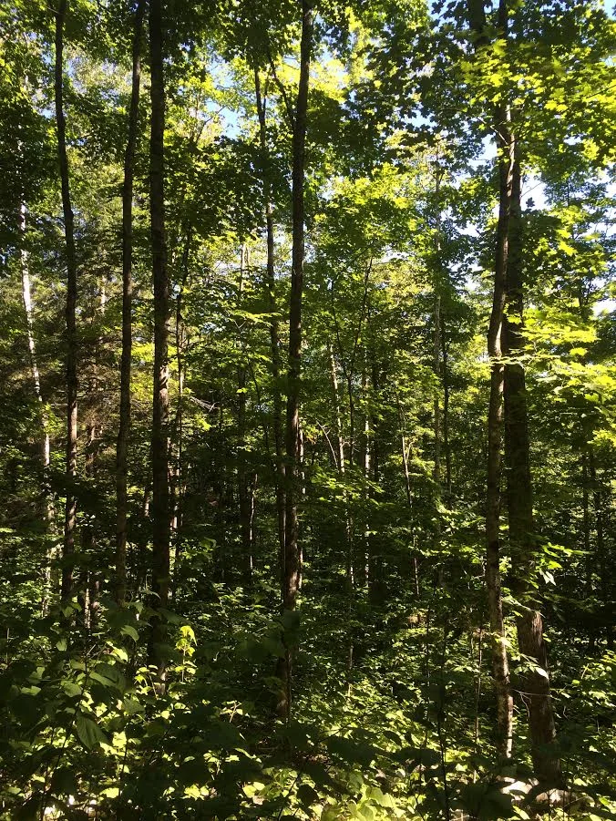 Wheeler's woods 4.jpg