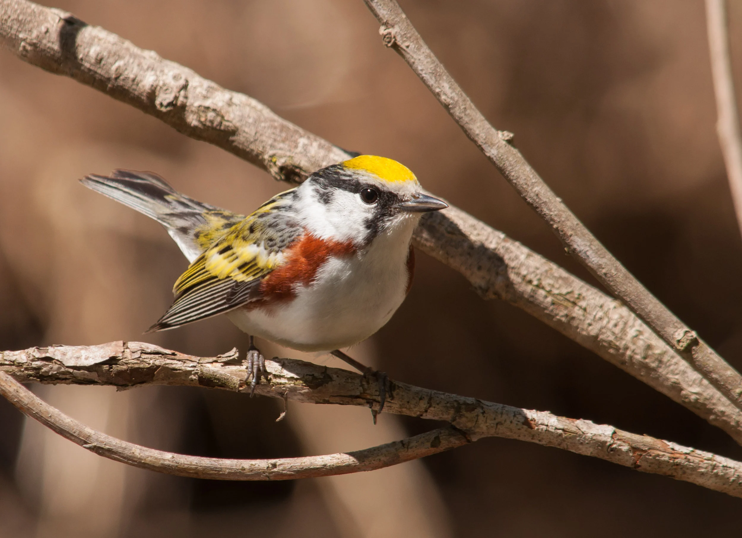 Chestnut-sided warbler.jpg