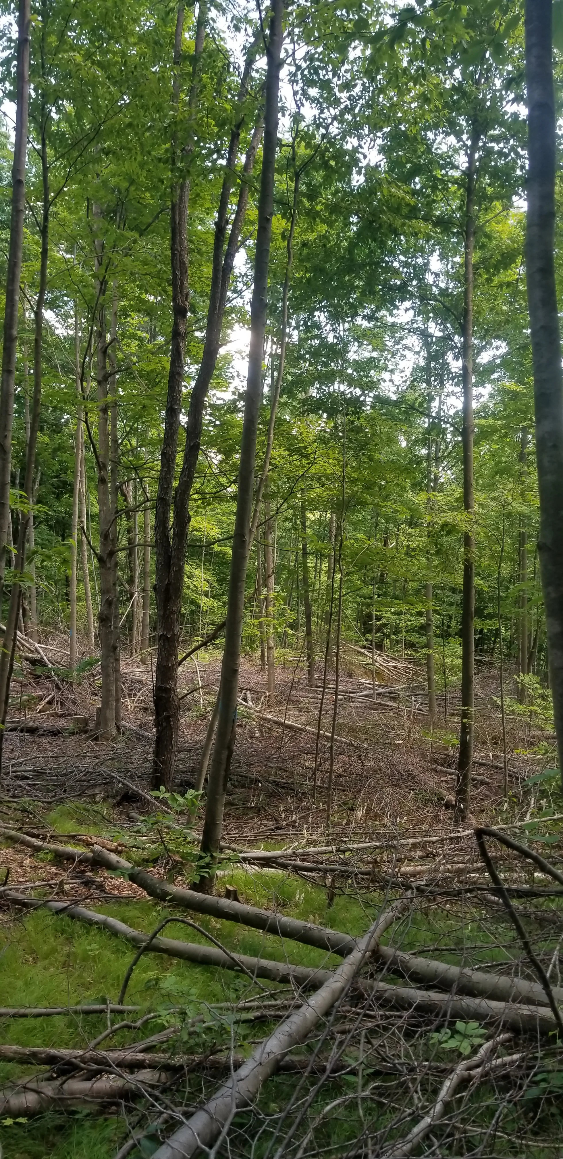 Messy Forest.jpg