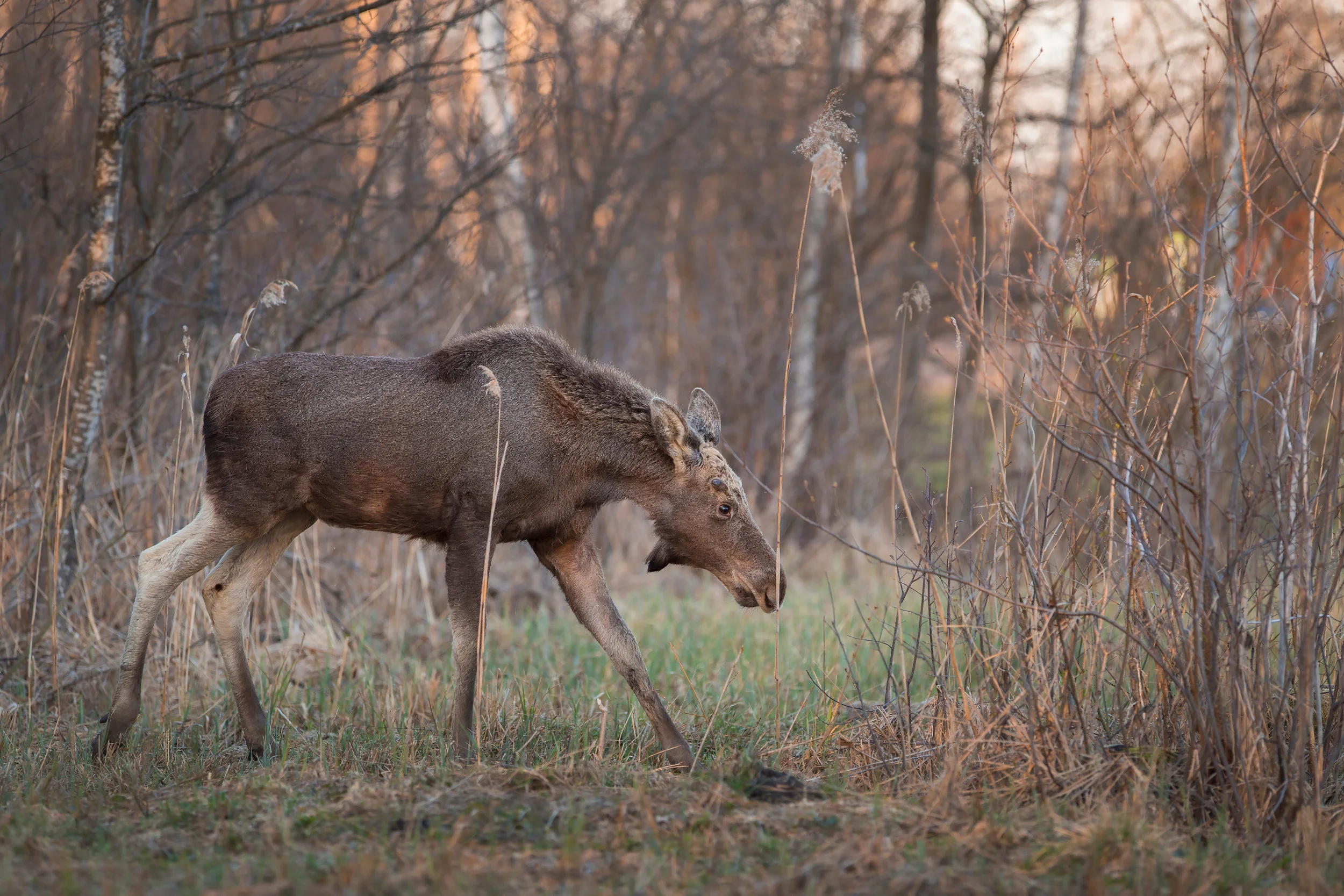 young moose bull .jpg