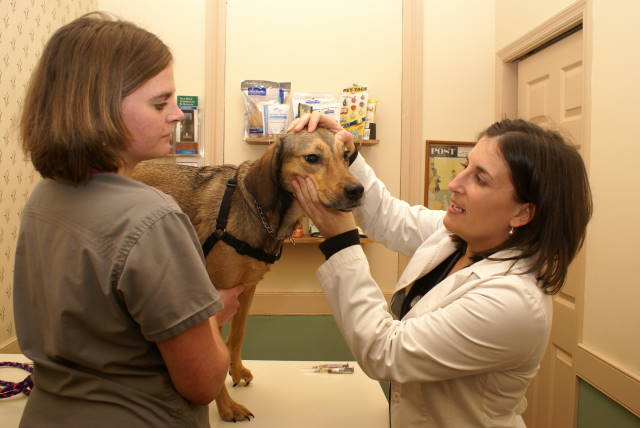 Olde Towne Vet Clinic | Downtown Charleston, SC