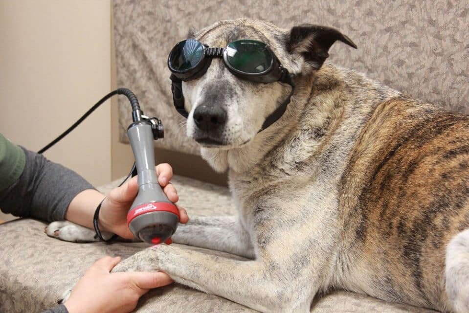 olde towne veterinary laser therapy.jpg