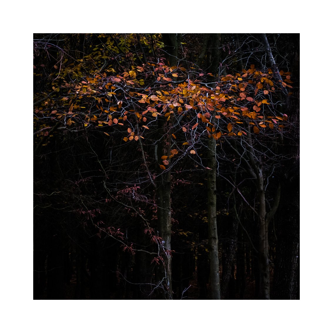 Wharfedale_Trees_website4.jpg