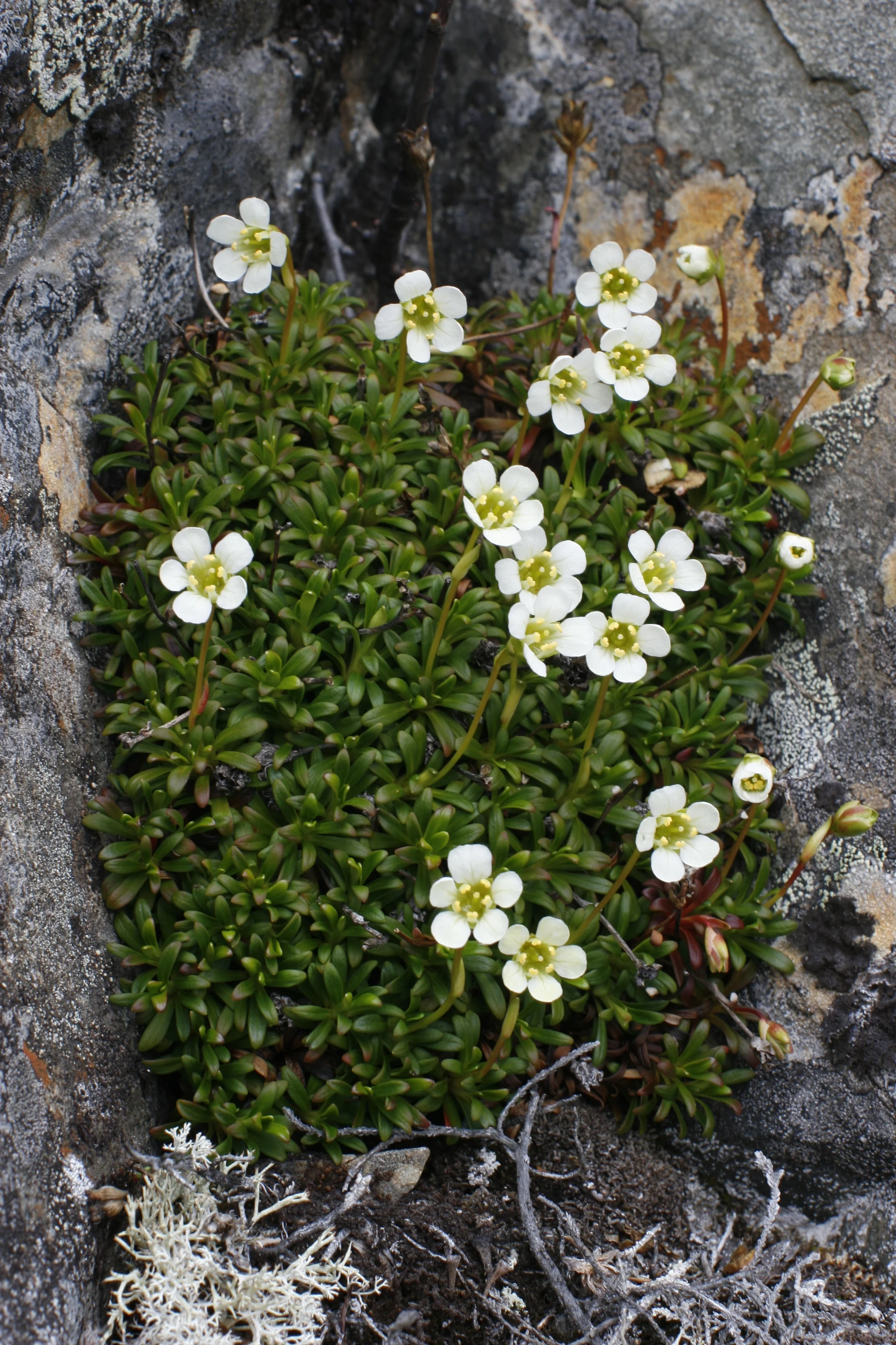 Fjellpryd