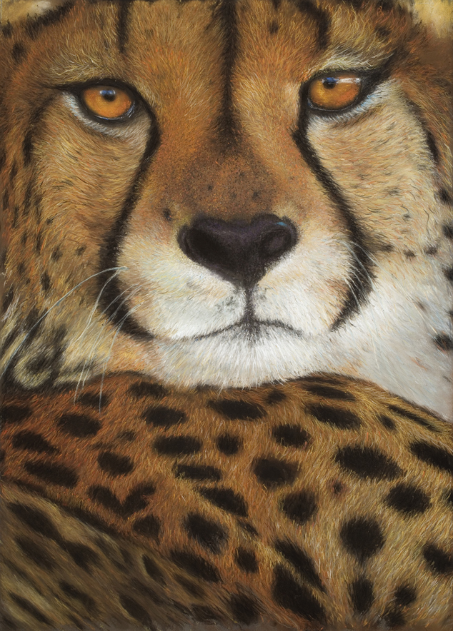  "Tess's Cheetah" - Linda Sarchet 