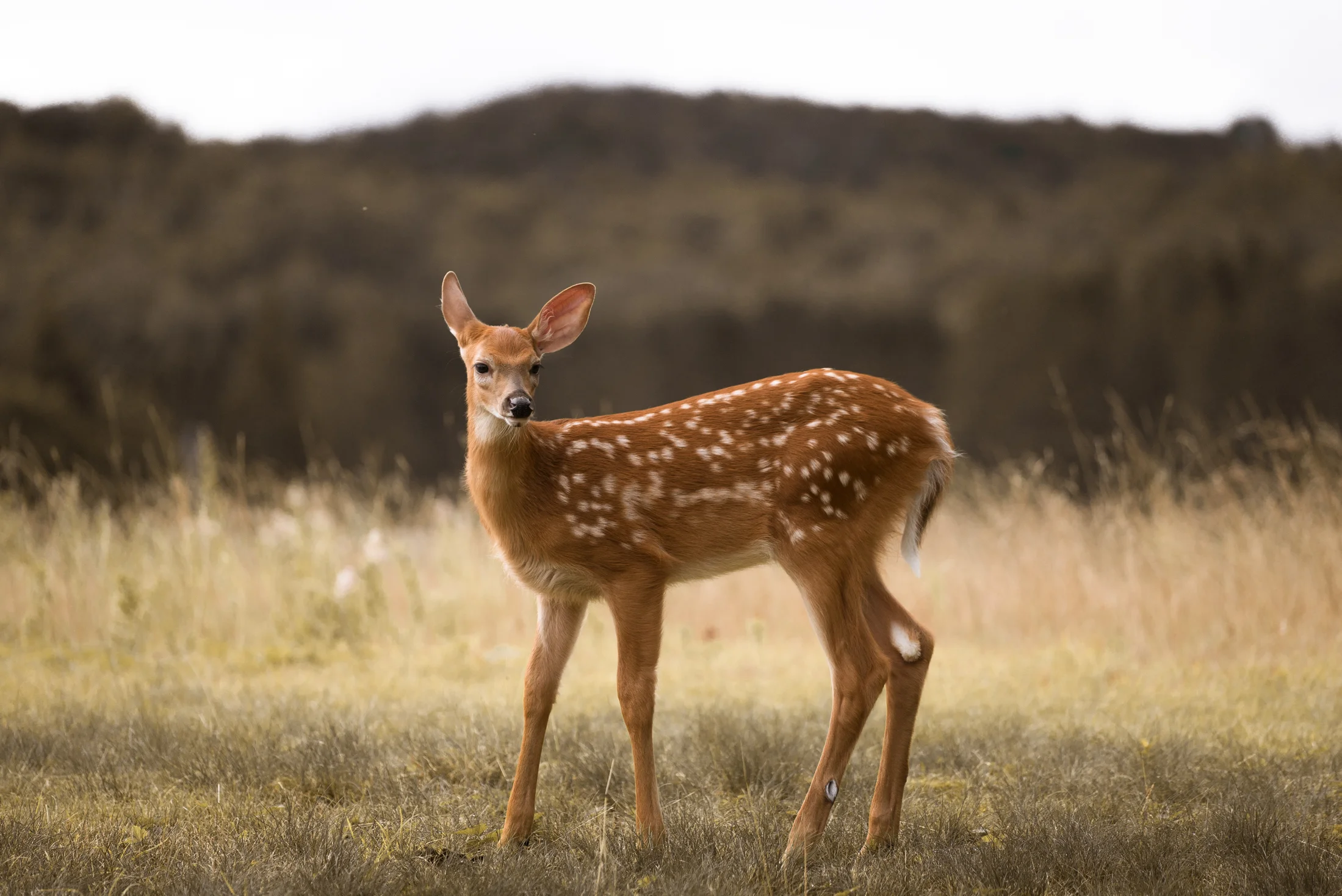 quebec wildlife.jpg