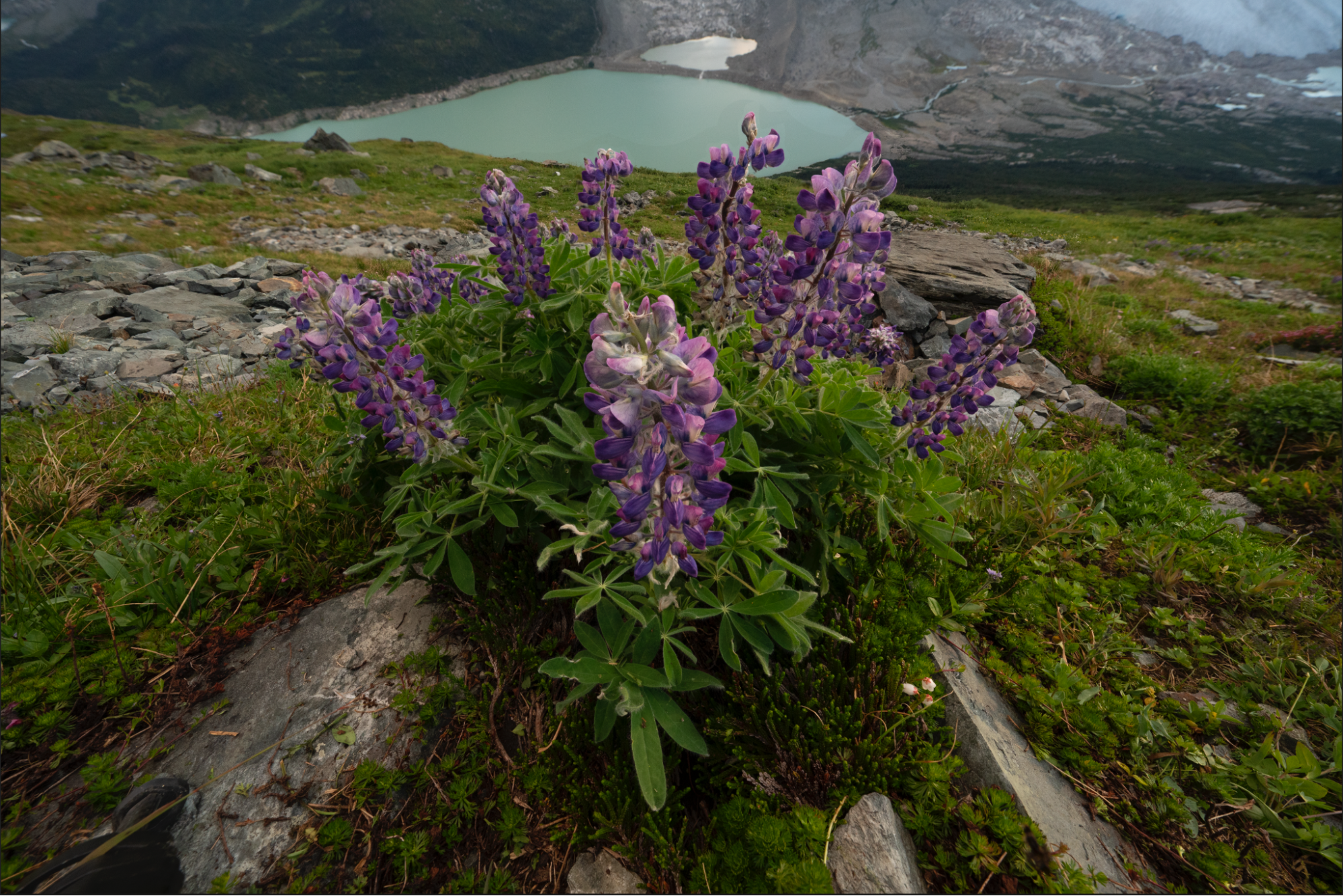  Foreground &amp; Middle Ground   (10 images focus stacked) 