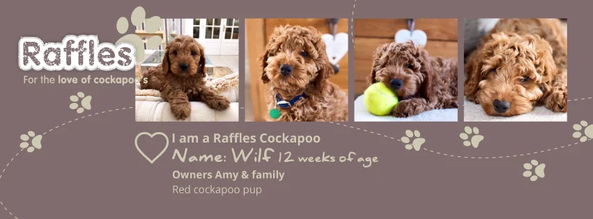 cockapoo stuff