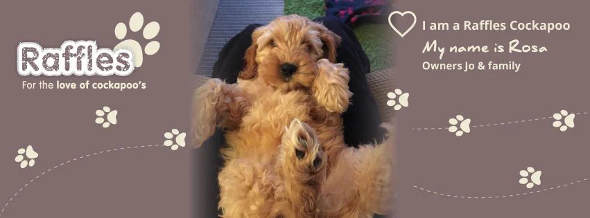 cute dogs for families