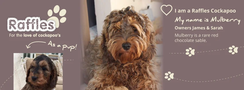 raffles cavapoo puppies