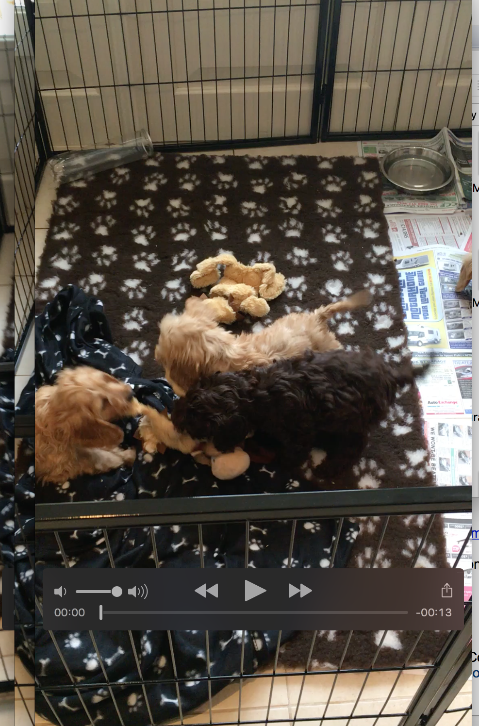 All our pups are born inside. Well handled and socialised. They are in open top play pens, which work well. They are use to all noises and hustle and bustle of daily life. Our bred pups are not born or raised in kennels, they are inside our home with their Mum. We do have plenty of room here at Sevenoaks to provide this facility. We have a nursery built inside and this is viewable to visitors, but protected behind glass for the safety of pups and our Mums.