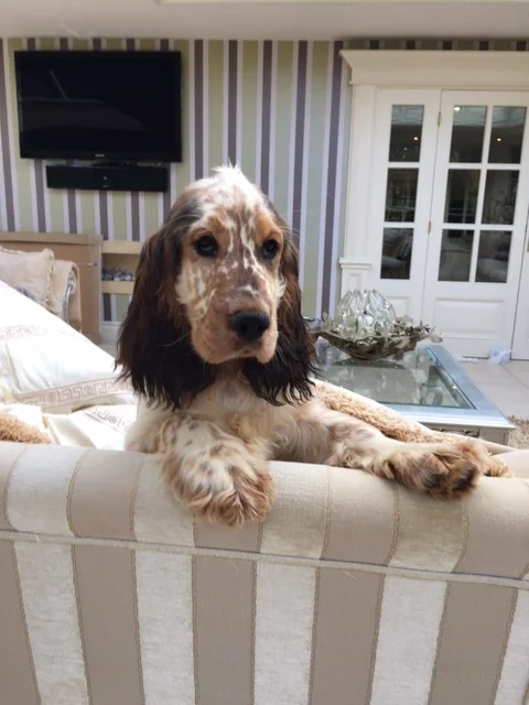 This is one of our chocolate sable show cockers spaniel pups