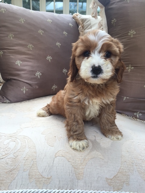 ginger cockapoo for sale