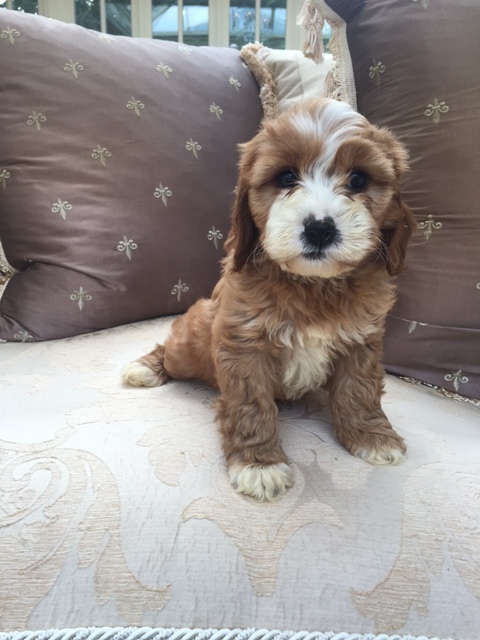 cavapoo breeders yorkshire