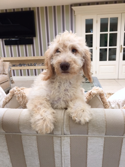 blonde cockapoo puppy