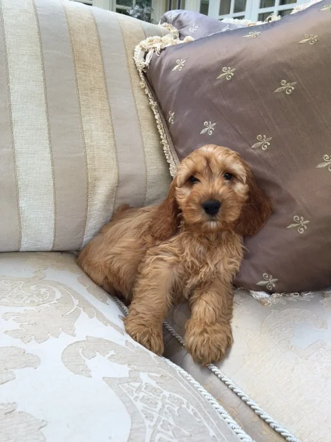 chain link kennel gate
