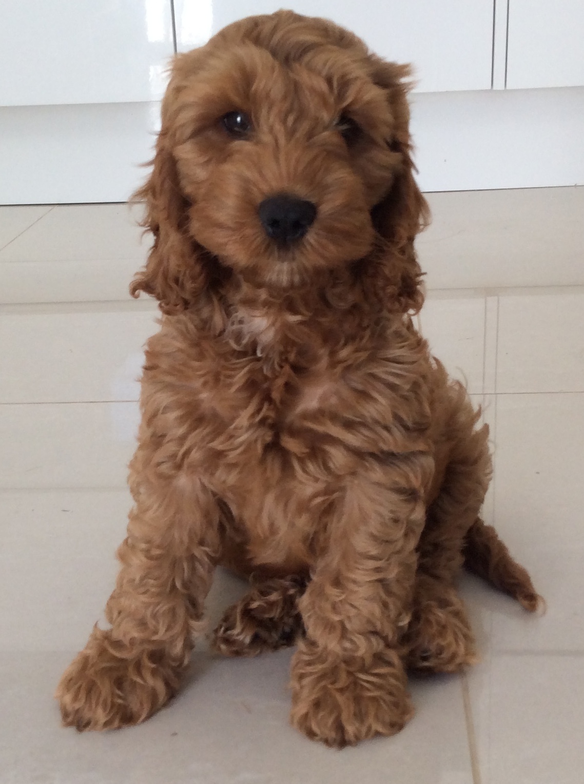 red cockapoo puppies for sale