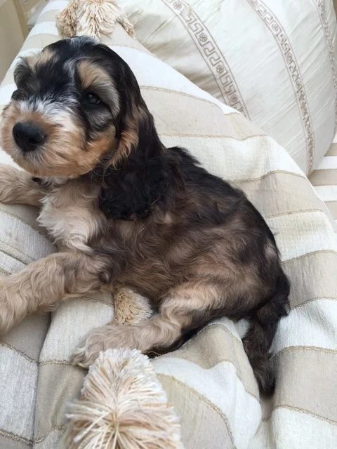 Black Sable Cockapoo 2025