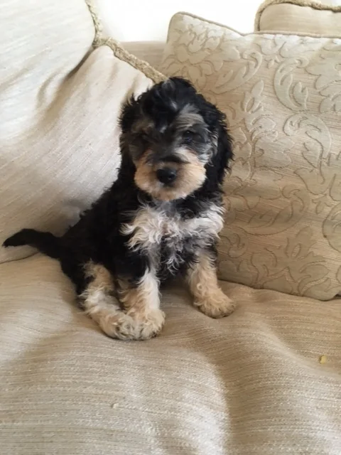 sable cockapoo full grown