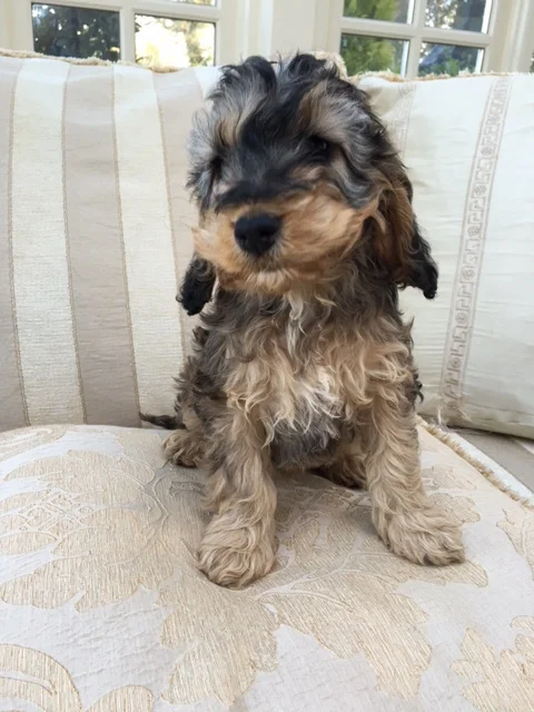 sable cavapoo