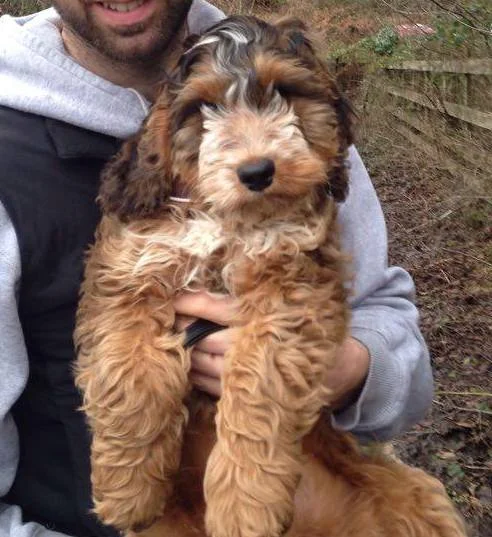 sable cockapoo full grown